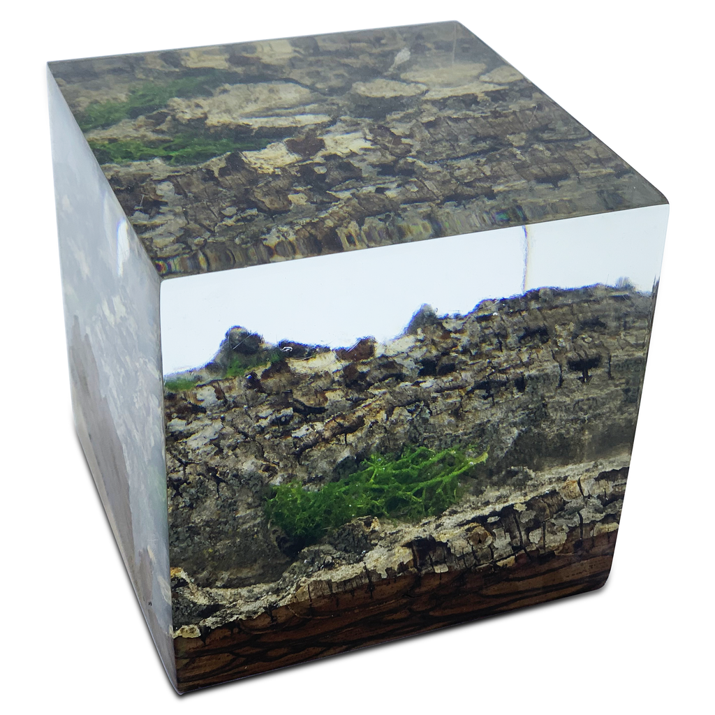 Wood bark minimal decorative cube with encased tree bark and green moss for elegant decor
